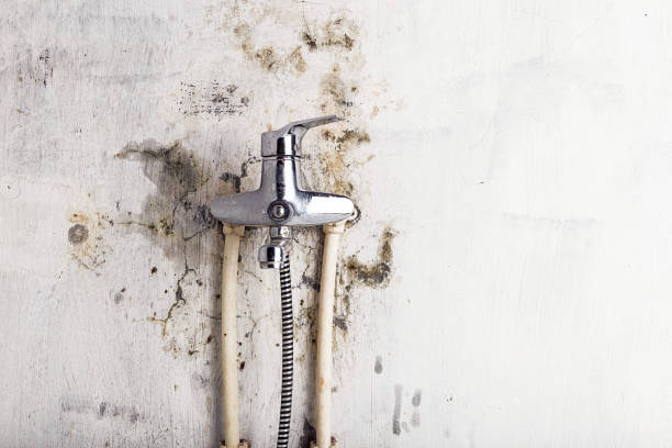 Certified Mold Removal in Norwood, NC