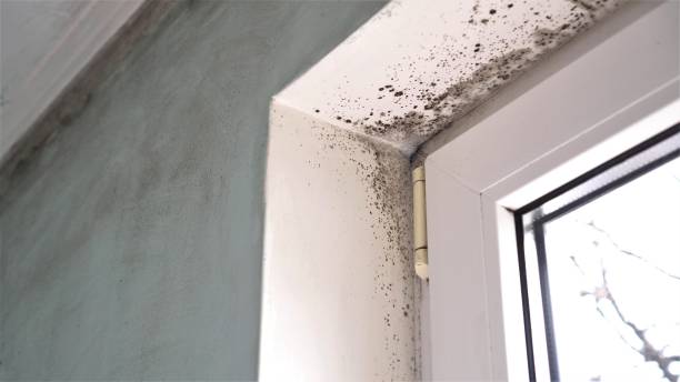 Certified Mold Removal in Norwood, NC