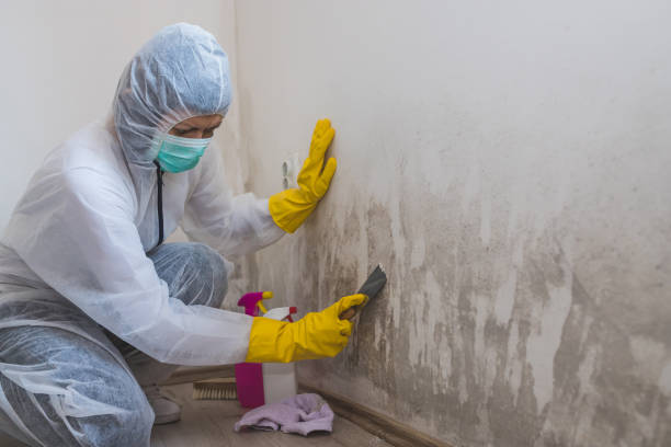 Best Same-Day Mold Removal  in Norwood, NC