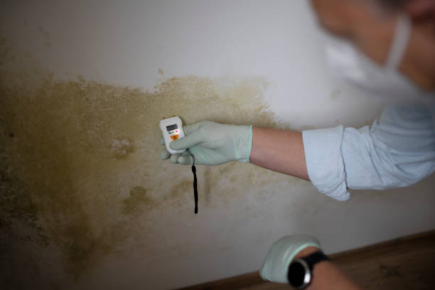 Attic Mold Removal in Norwood, NC