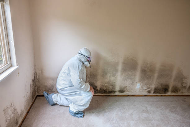 Best Mold Damage Repair  in Norwood, NC