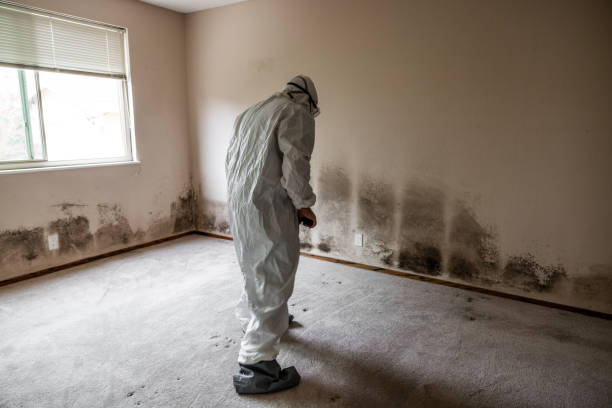 Best Mold Removal Company Near Me  in Norwood, NC