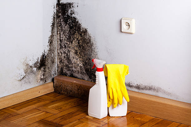 Best Commercial Mold Removal  in Norwood, NC