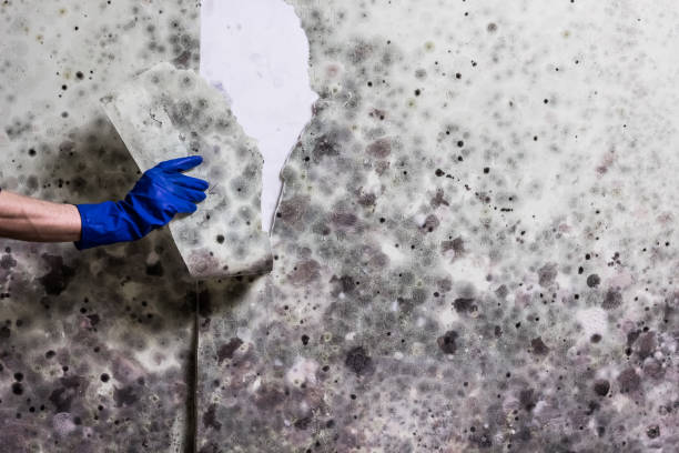 Professional Mold Removal in Norwood, NC