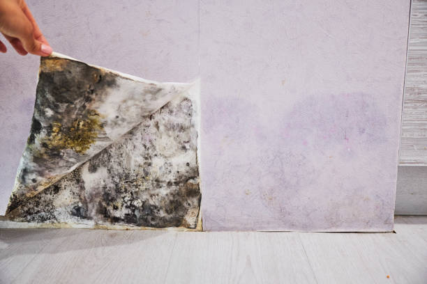 Norwood, NC Mold Removal Company